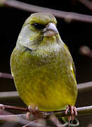 European Greenfinch