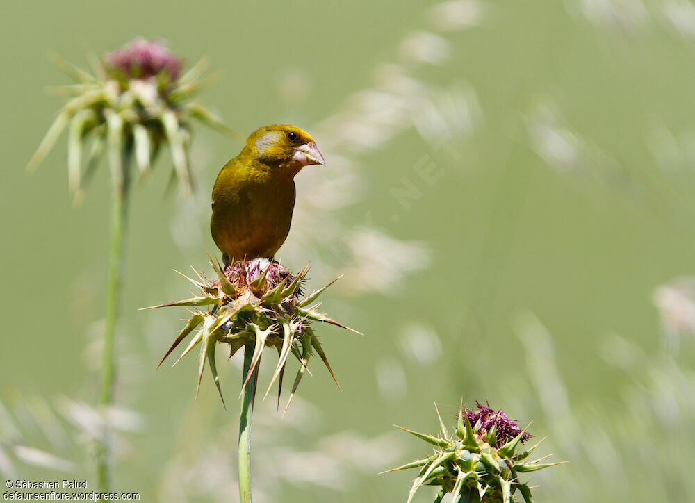 European Greenfinch male adult