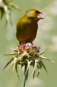 European Greenfinch