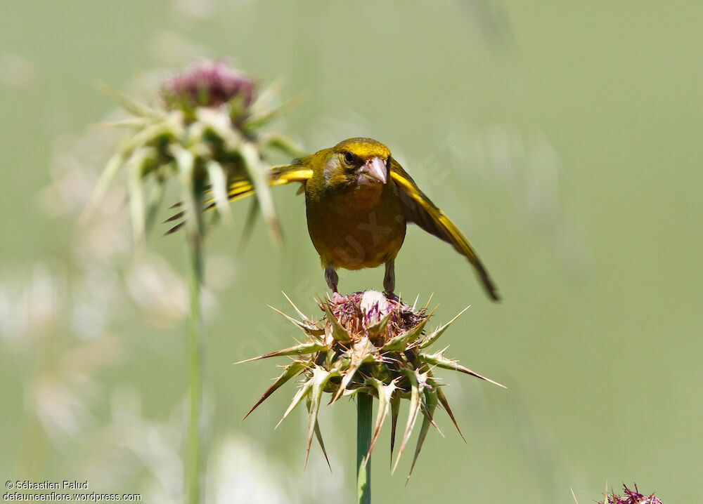 European Greenfinch