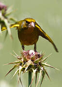 European Greenfinch