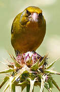 European Greenfinch