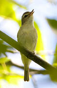 Warbling Vireo