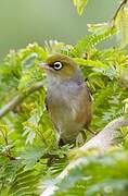 Silvereye