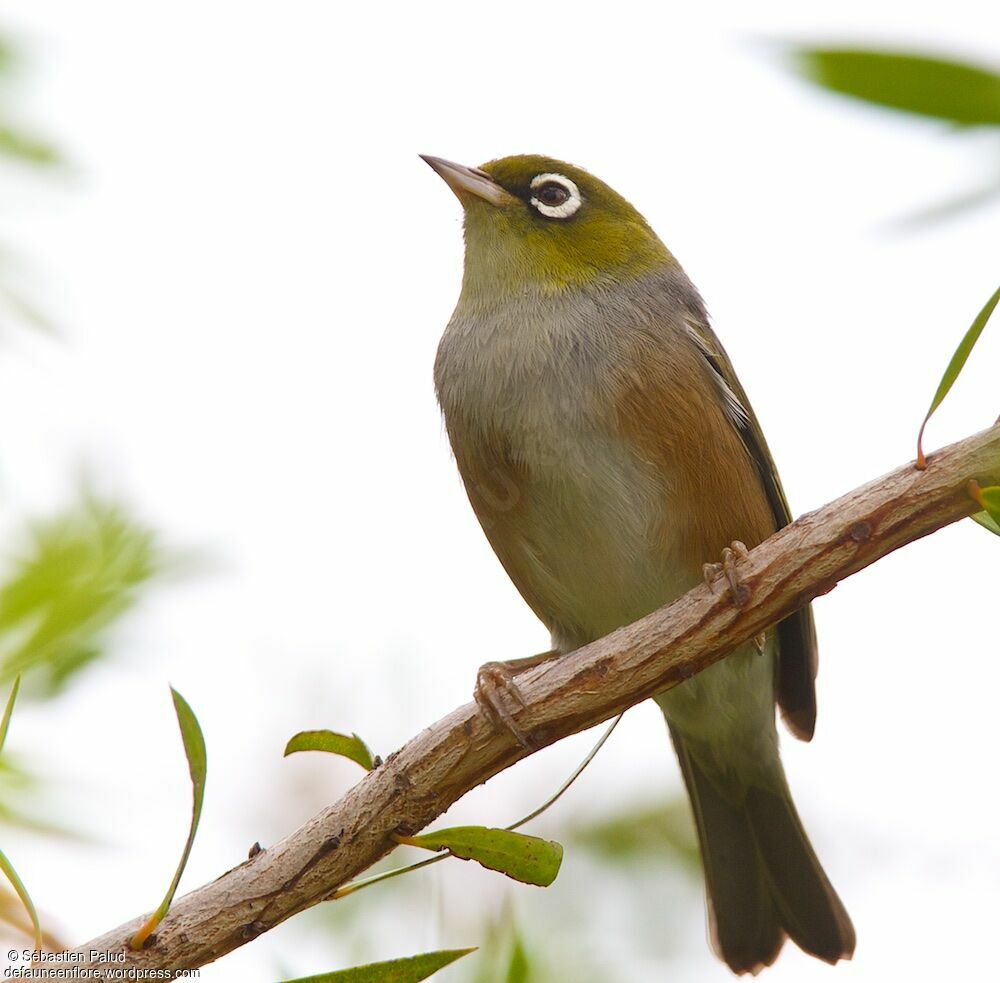 Silvereye