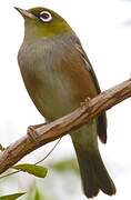 Silvereye