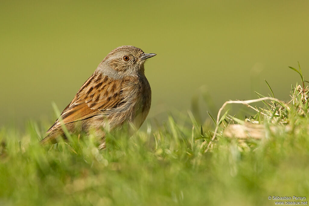 Dunnock, identification