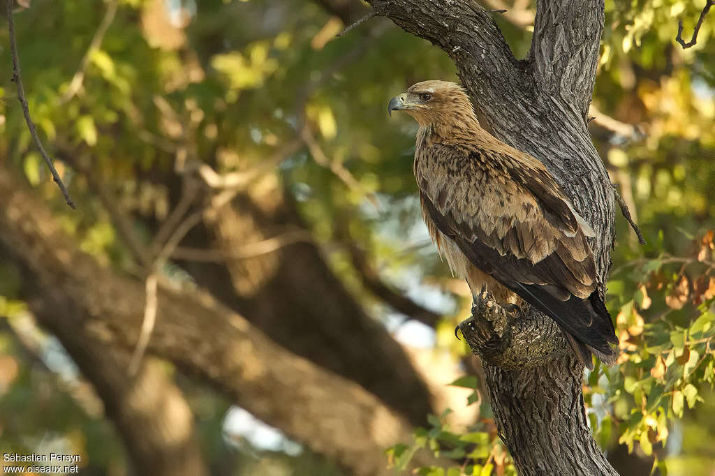 Aigle ravisseuradulte, identification