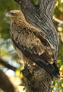 Tawny Eagle