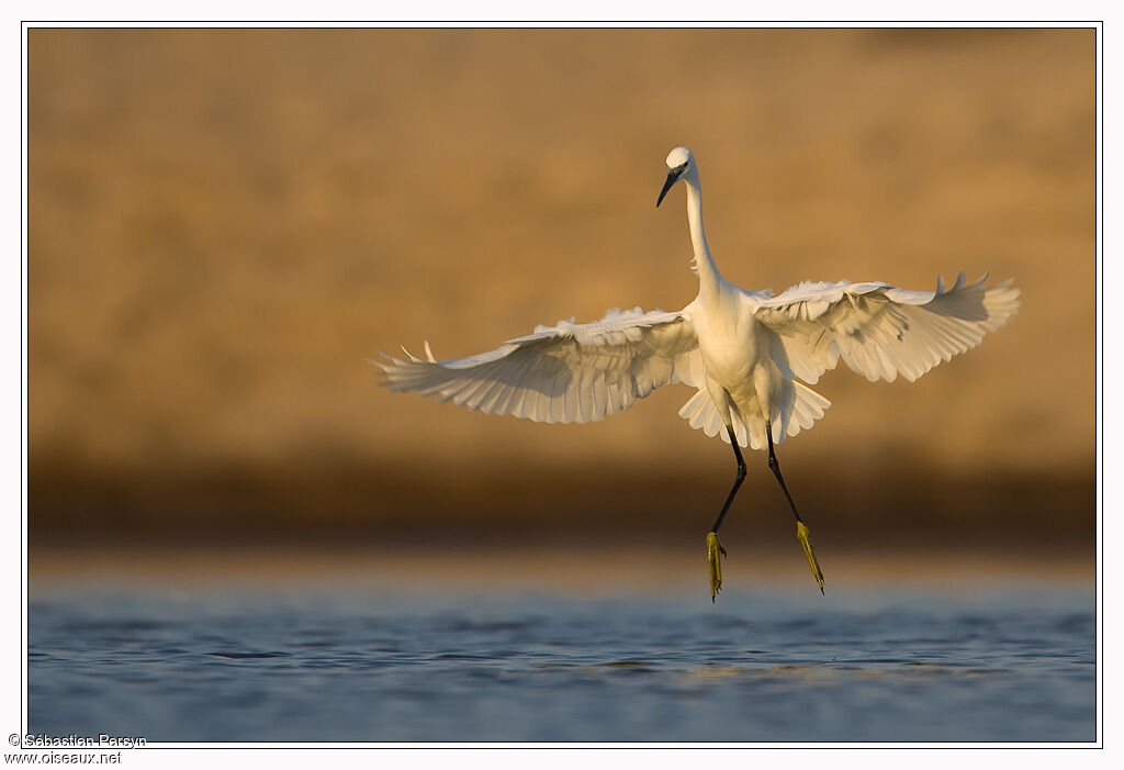 Little Egret, identification, Behaviour