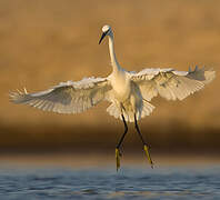 Aigrette garzette