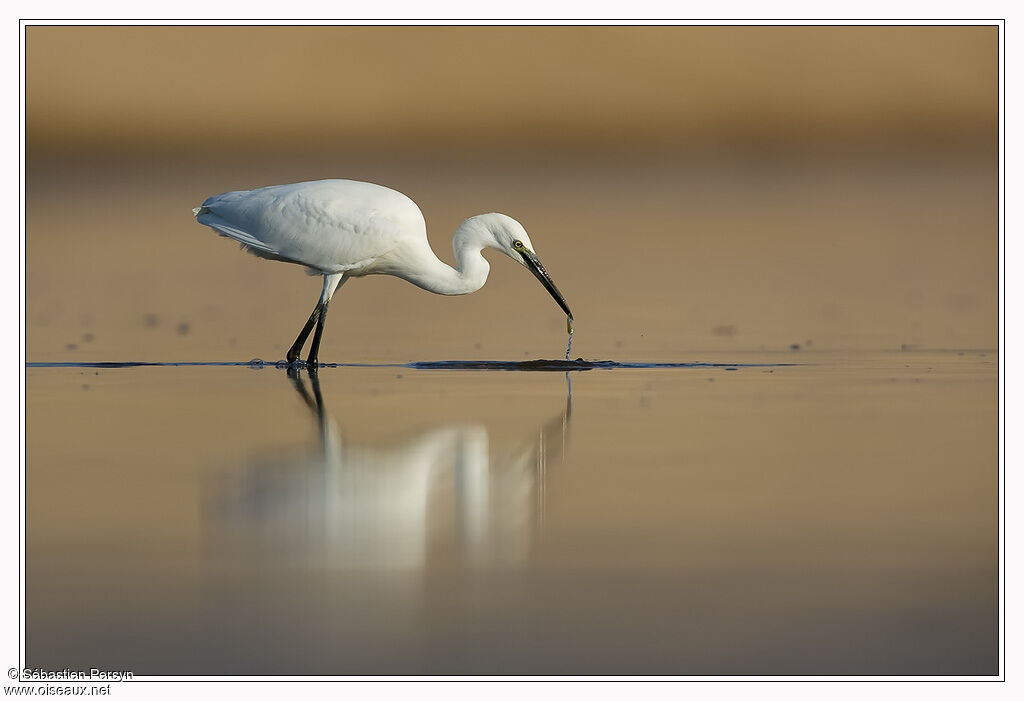 Aigrette garzette, identification