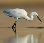 Aigrette garzette