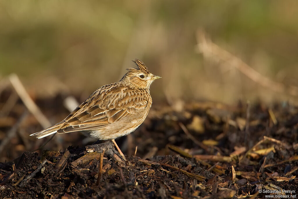 Alouette des champs, identification