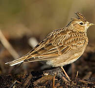 Eurasian Skylark