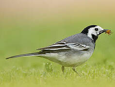 White Wagtail