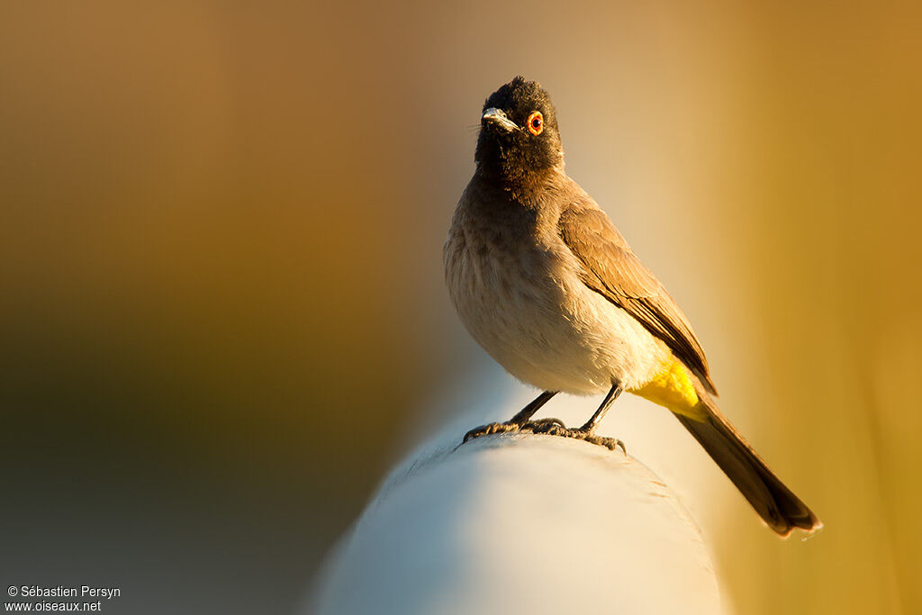 Bulbul brunoir, identification