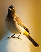 African Red-eyed Bulbul