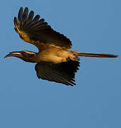 African Grey Hornbill