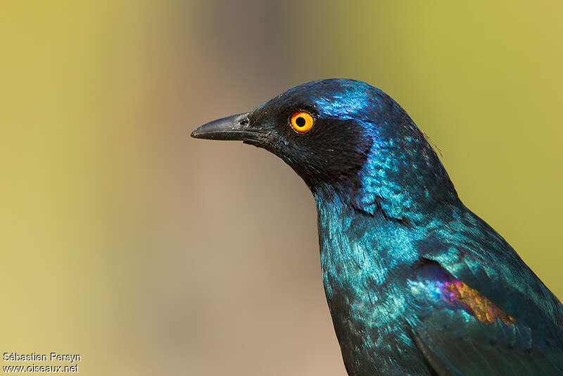Cape Starlingadult breeding, close-up portrait