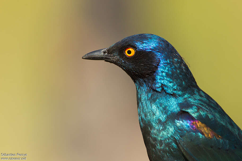 Cape Starlingadult breeding, close-up portrait