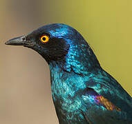 Cape Starling