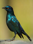 Cape Starling