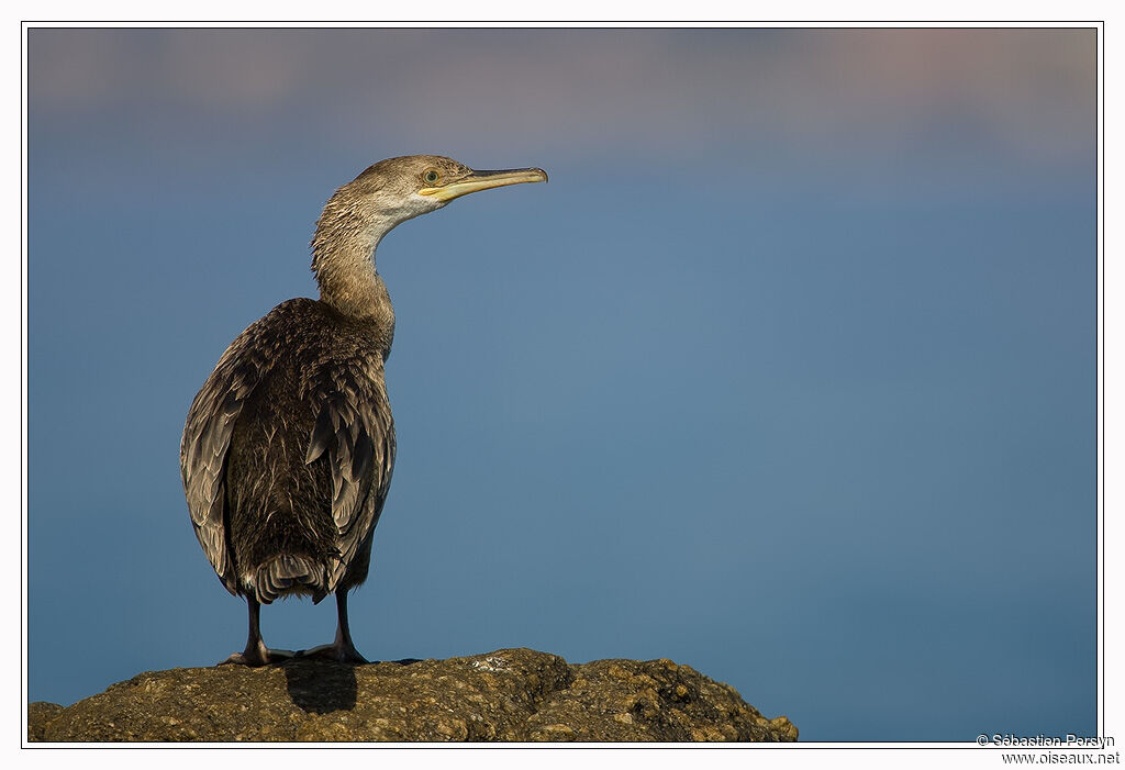 European Shagjuvenile, identification