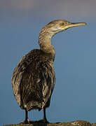 European Shag