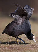 Eurasian Coot