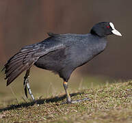 Eurasian Coot