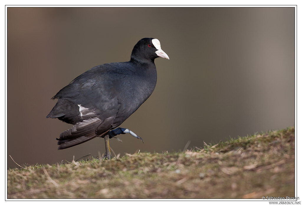 Eurasian Coot, identification