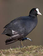 Eurasian Coot