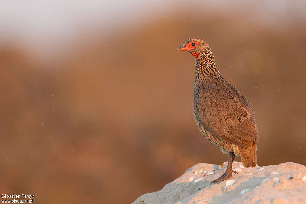 Francolin de Swainsonadulte, Comportement