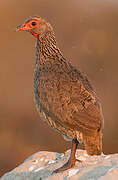 Swainson's Spurfowl