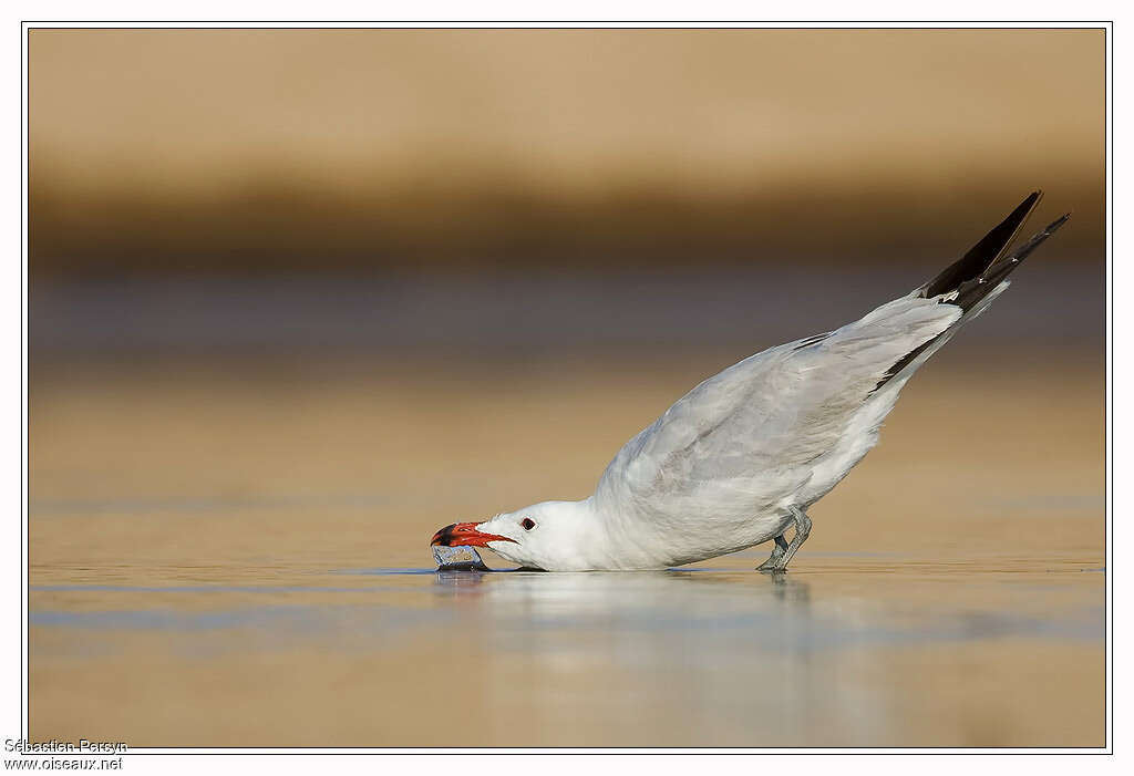 Audouin's Gullsubadult, identification, drinks, Behaviour