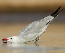 Audouin's Gull