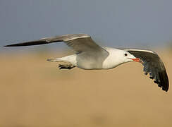 Audouin's Gull