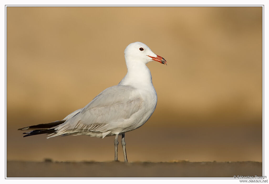 Goéland d'Audouin, identification