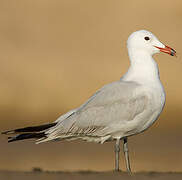 Audouin's Gull