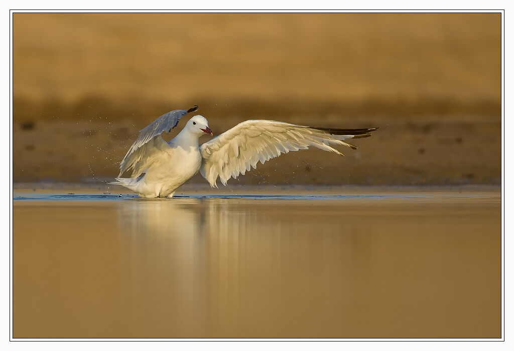 Audouin's Gull, Behaviour