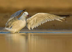 Audouin's Gull