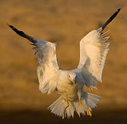 Yellow-legged Gull