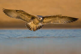 Yellow-legged Gull