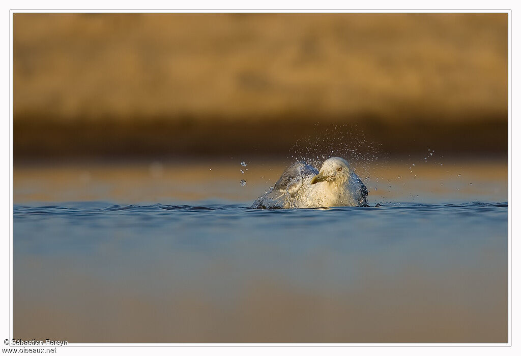 Yellow-legged Gulladult, Behaviour