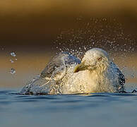 Yellow-legged Gull