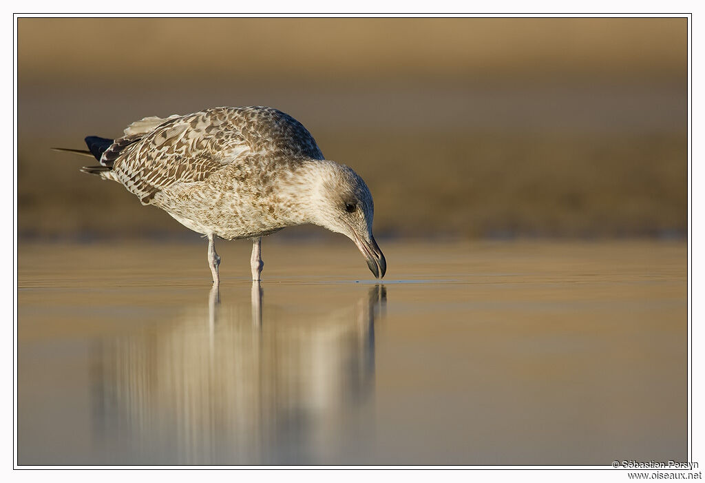 Yellow-legged Gulljuvenile, pigmentation