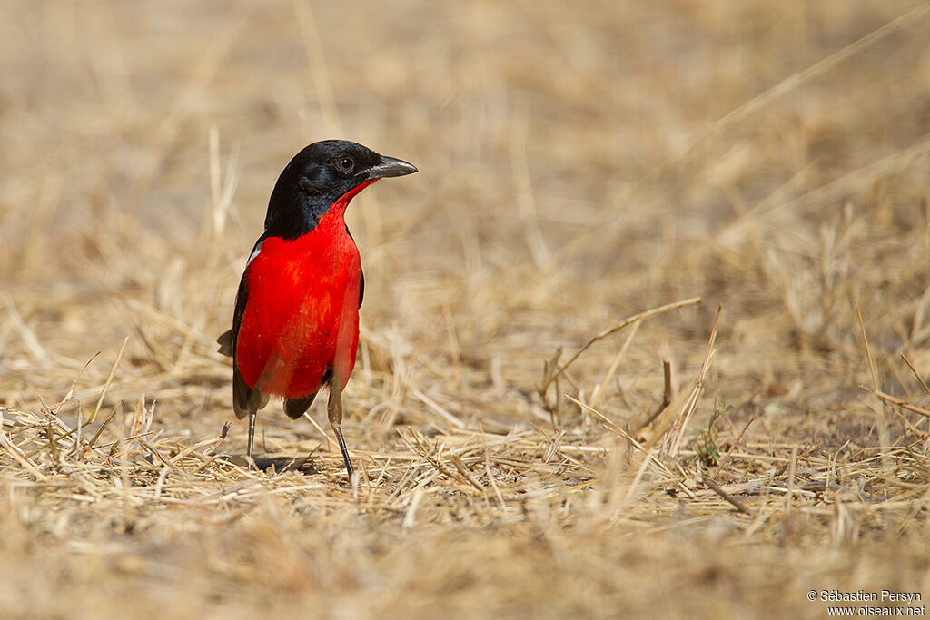 Crimson-breasted Shrike