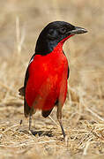 Gonolek rouge et noir