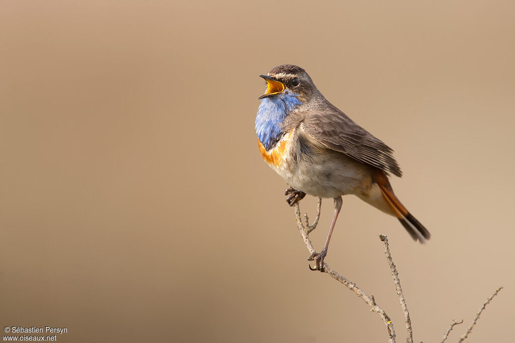 Bluethroat male adult, identification, song